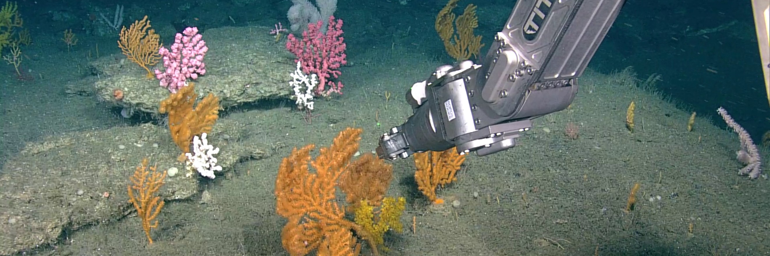 Dalhousie, NOAA and DFO’s CroCHEt Expedition